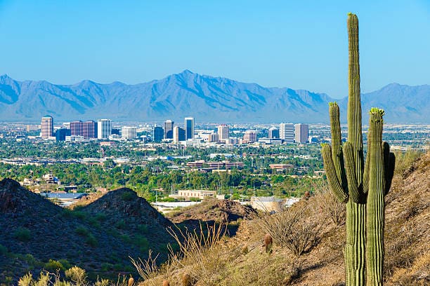 A cactus and some bushes in the foreground with mountains behind it.